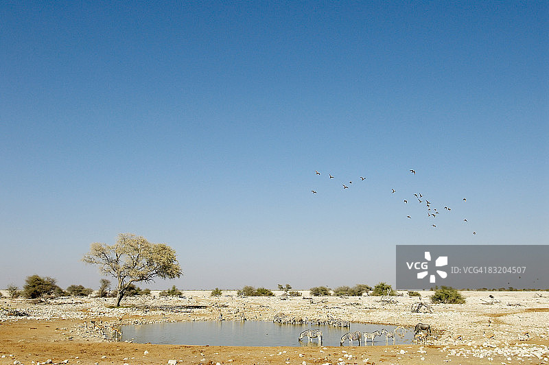 纳米比亚埃托沙国家公园水坑场景高角度视图图片素材