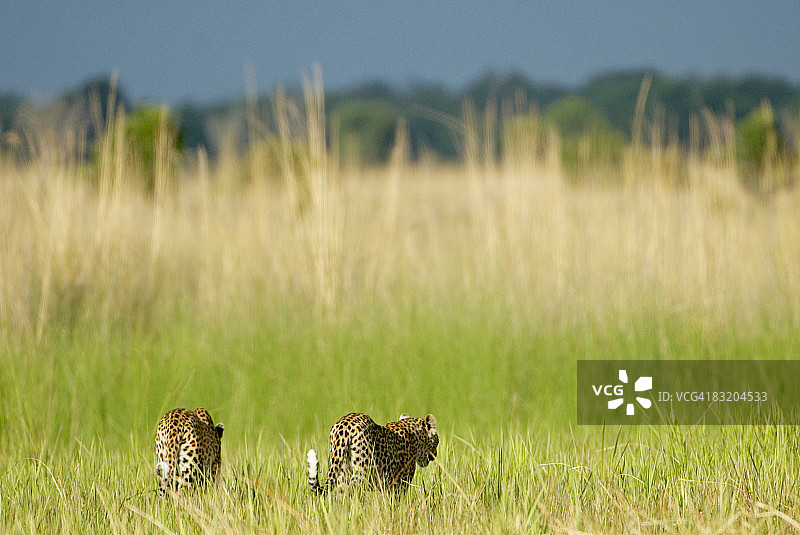 豹和幼崽走入芦苇丛的后视图，位于博茨瓦纳奥卡万戈三角洲图片素材
