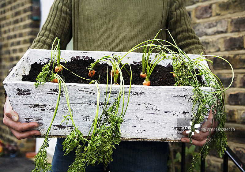 男子手持胡萝卜盆栽图片素材