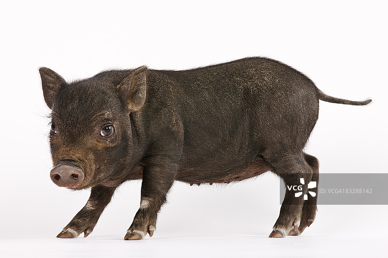 黑色大肚小猪图片素材