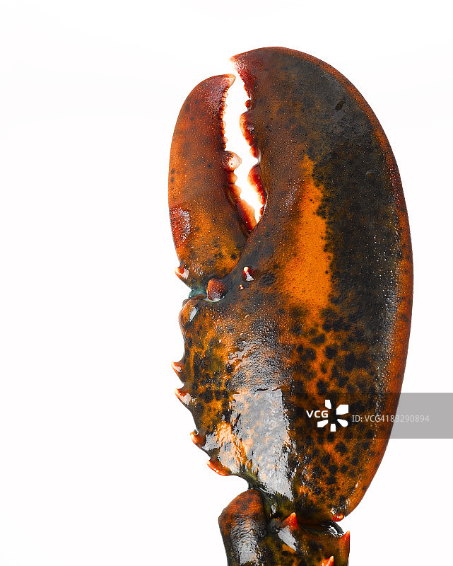 龙虾钳特写图片素材