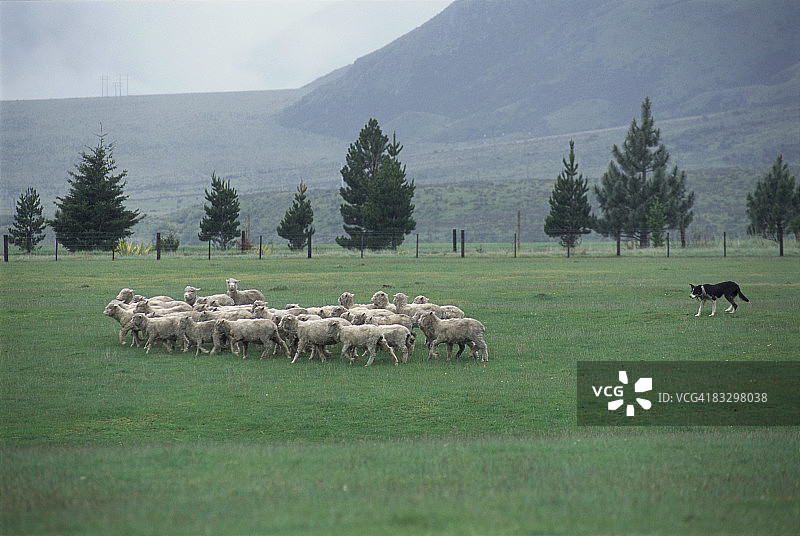 在格拉斯米尔旅馆的牧羊图片素材