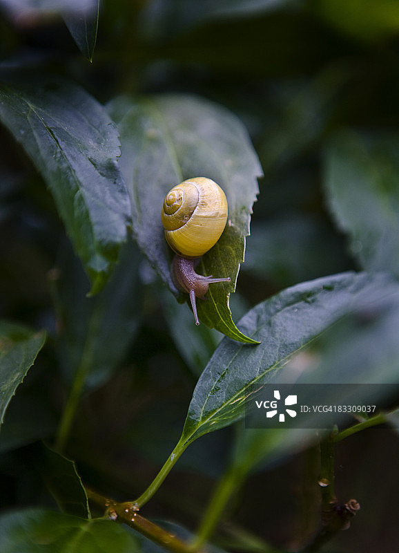 植物中的蜗牛图片素材