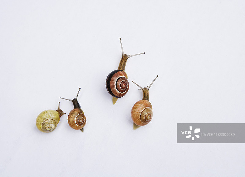 蜗牛赛跑图片素材