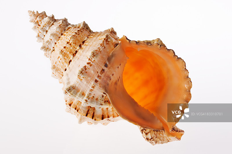 巨蛙壳图片素材