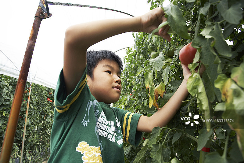 采摘番茄的日本男孩图片素材