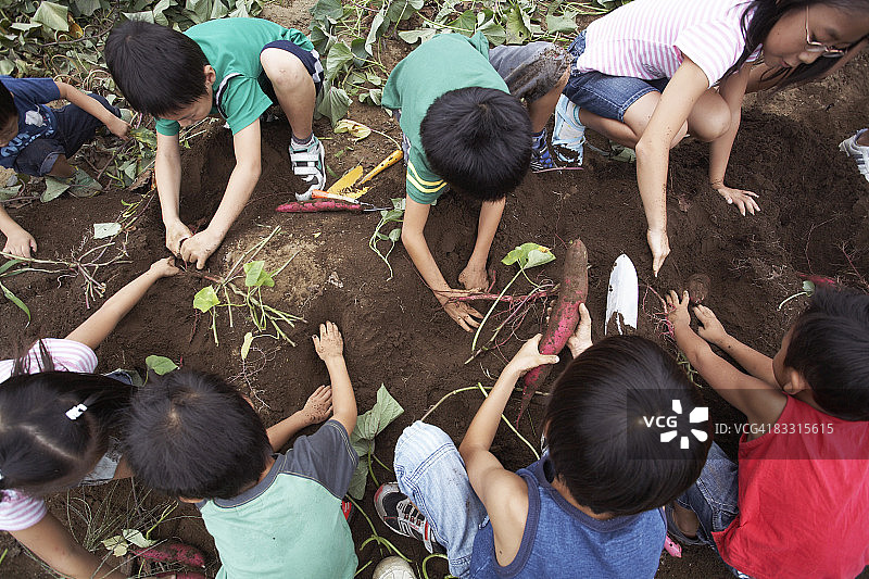 采摘红薯的日本儿童图片素材