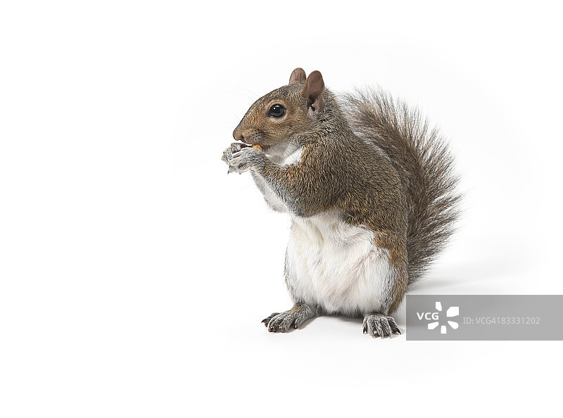 吃坚果的松鼠图片素材