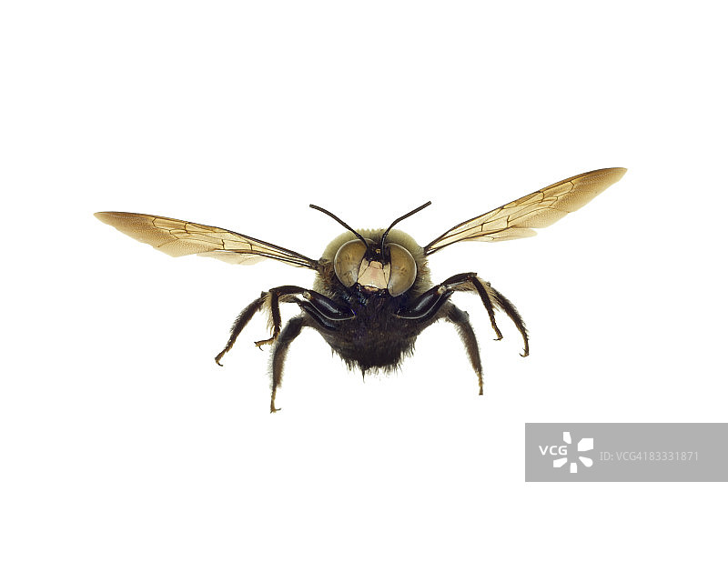 大黄蜂图片素材