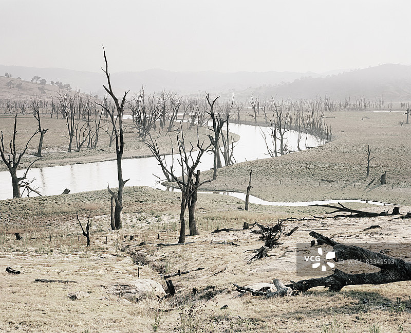 干旱贫瘠的景观中的枯树图片素材