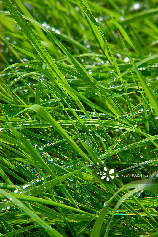 长长的草甸草地，带着新鲜的露水和雨滴图片素材
