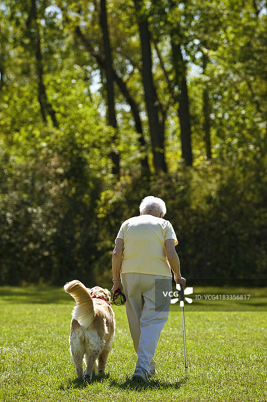 拄着手杖与金毛犬散步的女人图片素材