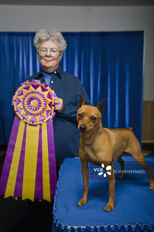 法官与小狗及冠军绶带图片素材