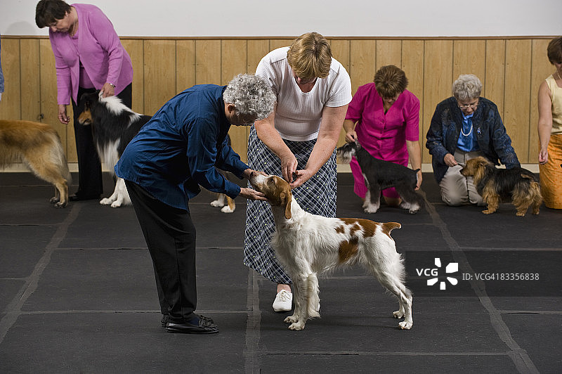 比赛中接受评委检查的狗图片素材
