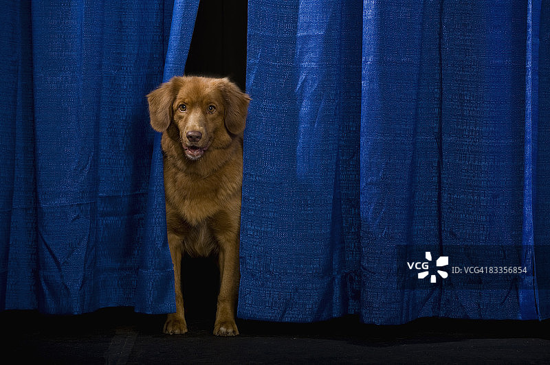 小狗偷看蓝色窗帘图片素材