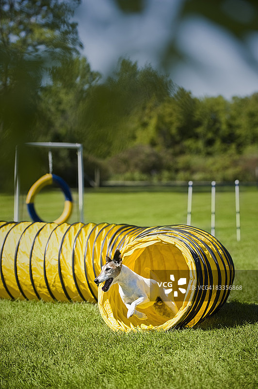 从敏捷隧道中出来的猎狐梗图片素材