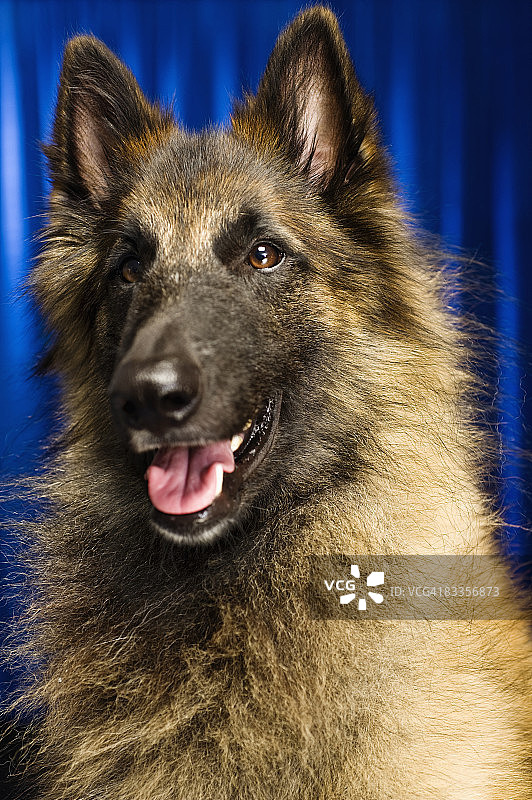 比利时特伏丹犬肖像图片素材