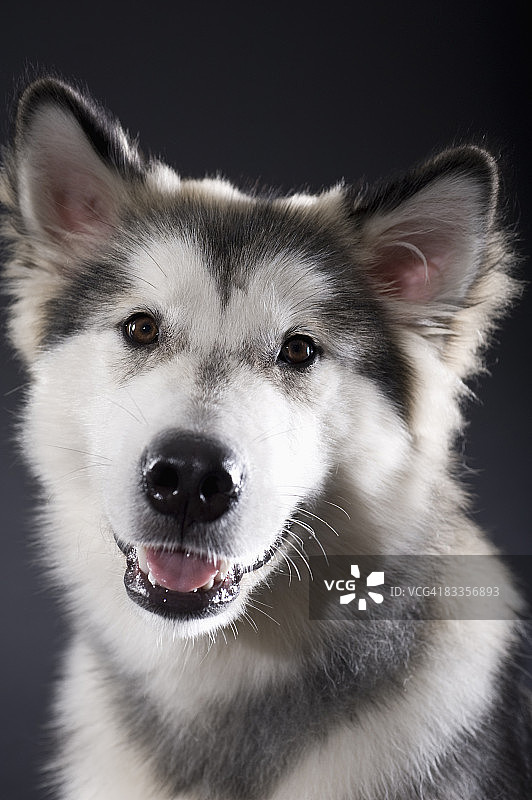 阿拉斯加雪橇犬看着镜头图片素材