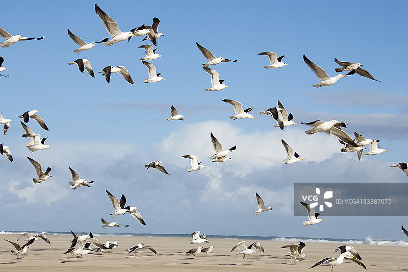 南非南部海角牡蛎湾起飞的黑背鸥（海鸥）图片素材