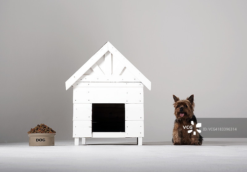 狗粮、狗屋和小狗展示图片素材