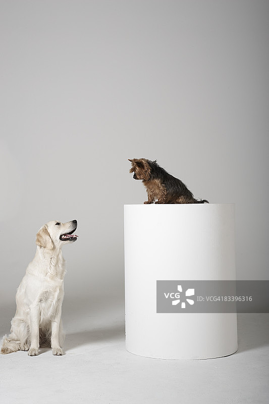 大狗抬头看着小狗图片素材