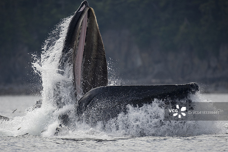 在阿拉斯加喂养座头鲸图片素材