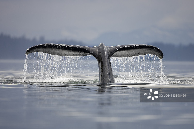 阿拉斯加潜水座头鲸图片素材