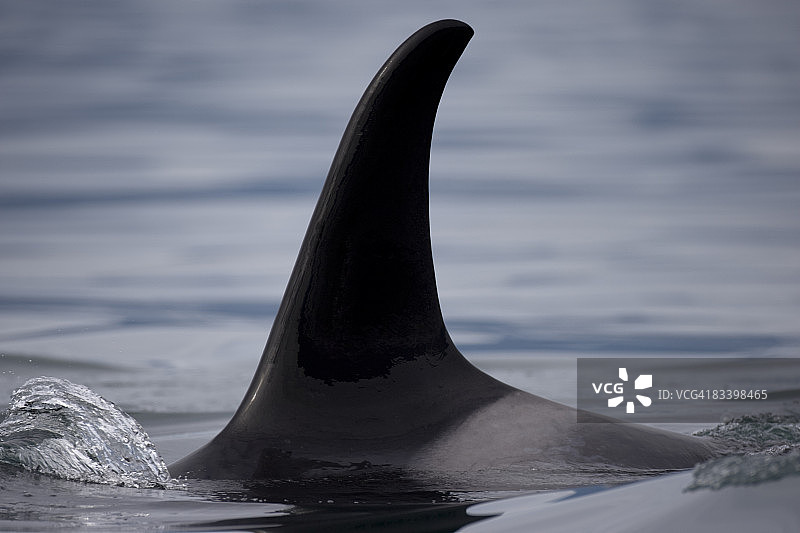 阿拉斯加虎鲸鳍图片素材