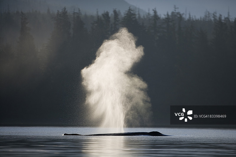 阿拉斯加州黎明时分的座头鲸图片素材
