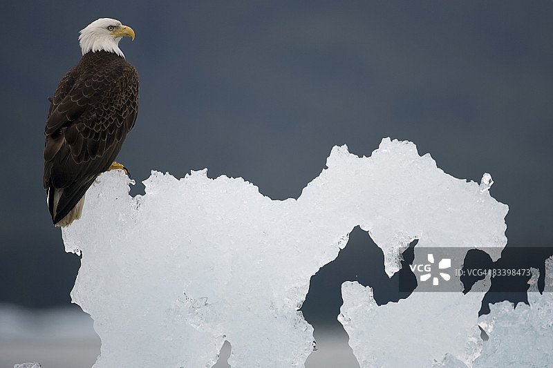 白头海雕栖息在冰山上，阿拉斯加图片素材