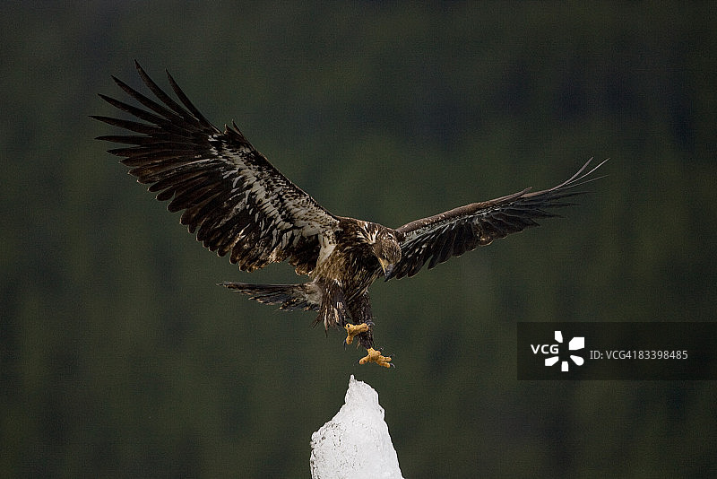 白头海雕降落在阿拉斯加的冰山上图片素材