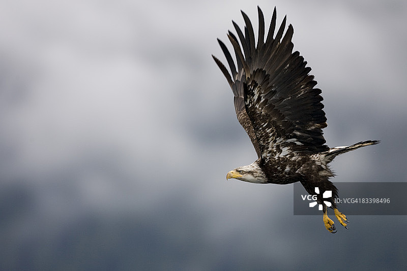 阿拉斯加飞翔中的秃鹰图片素材