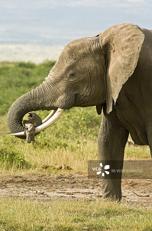 肯尼亚安博塞利国家公园：非洲象（Loxodonta）用象鼻玩木头图片素材