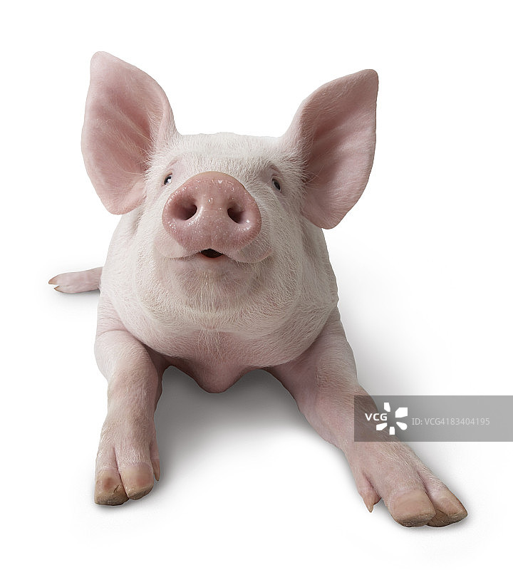躺着的猪图片素材