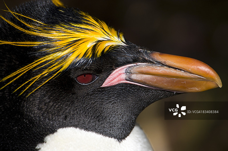 长冠企鹅肖像图片素材