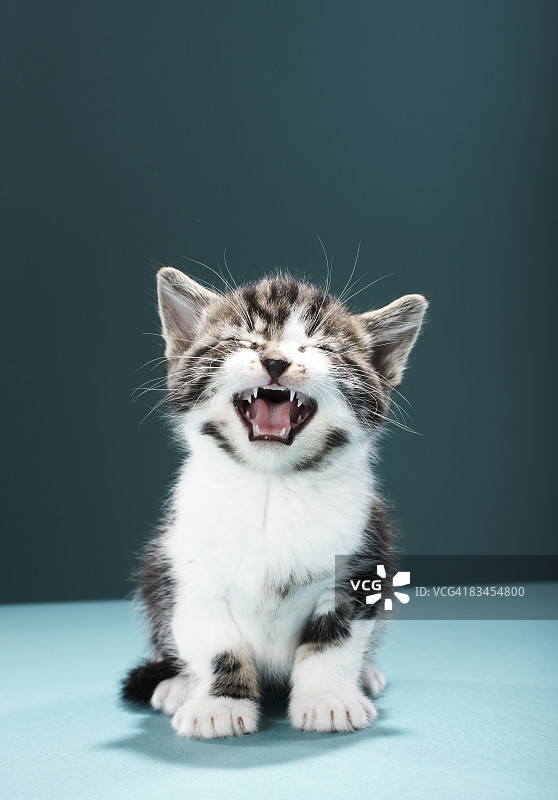 小猫在喵喵叫图片素材