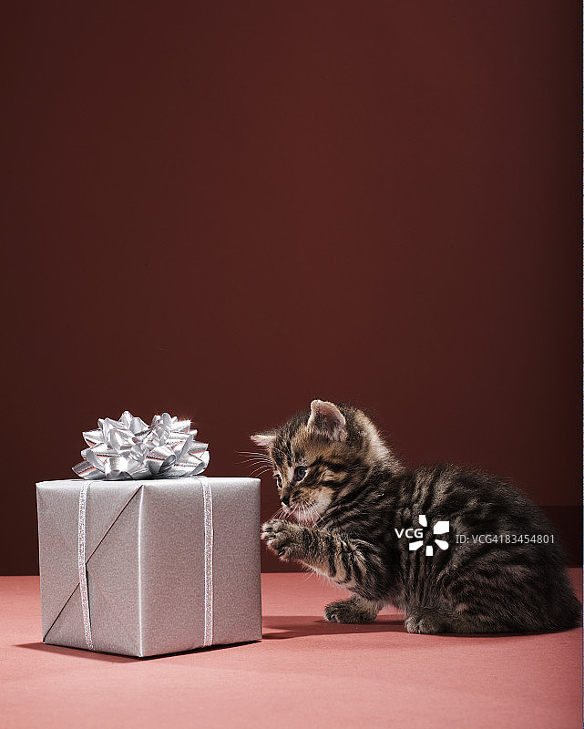 小猫拨弄着包装好的礼物图片素材