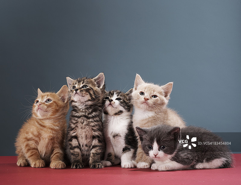 一群小猫 портрет图片素材