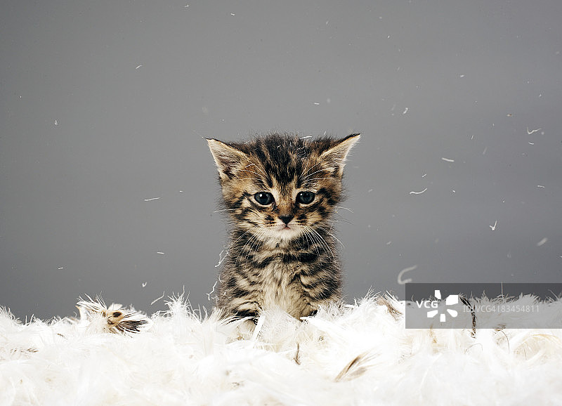 羽毛簇拥的小猫图片素材