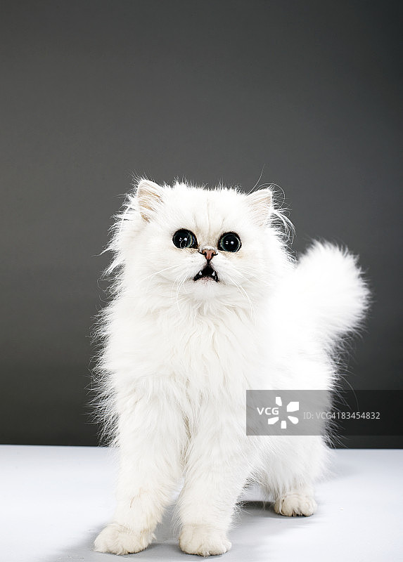 小猫肖像图片素材