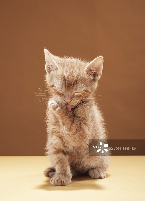 小猫梳理毛发图片素材