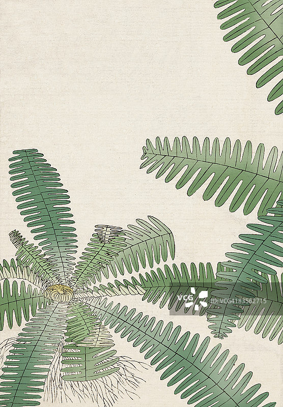 日本草药图片素材