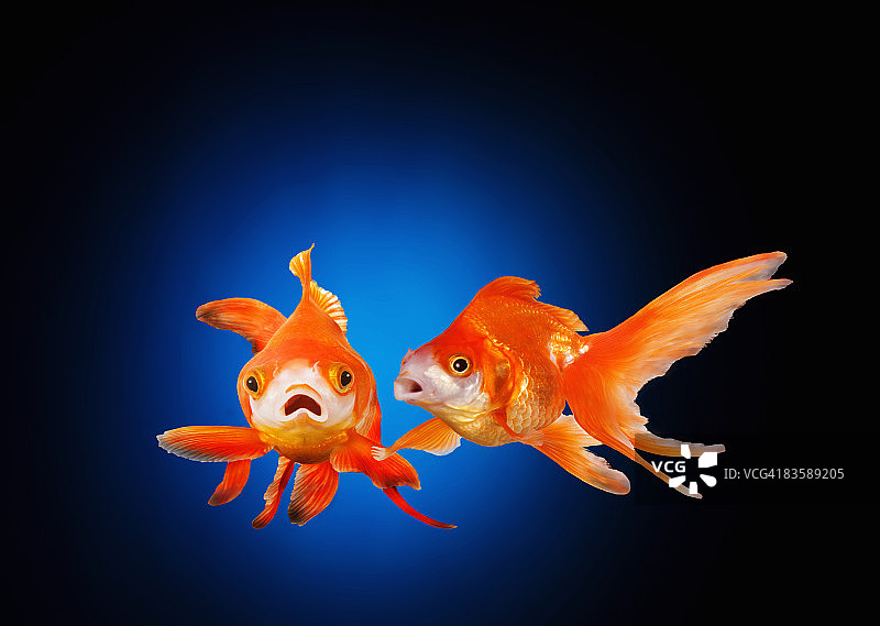 一条金鱼对着别人的耳朵说话图片素材