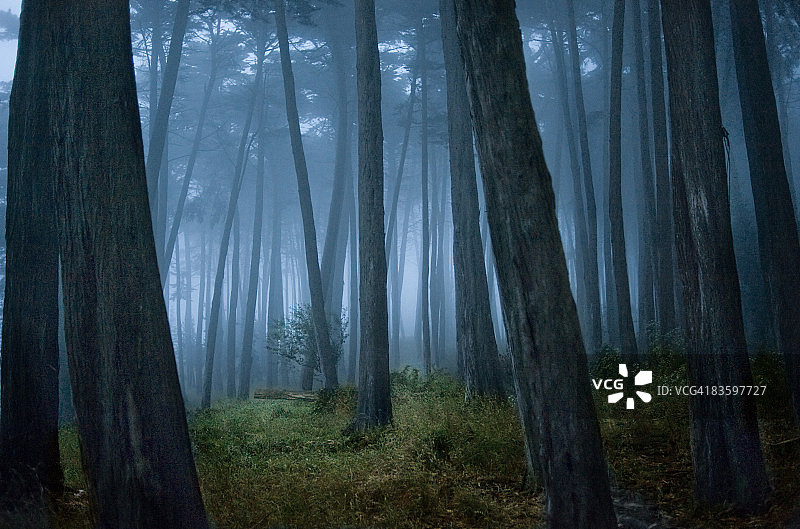 柏树林中的空地图片素材