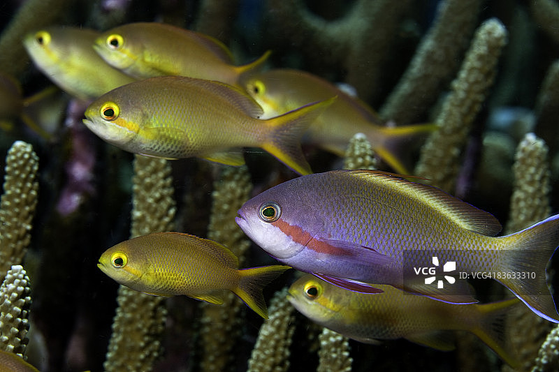 丝鳍花鲈（Pseudanthias huchti）图片素材