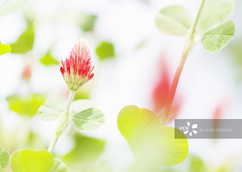 草莓蜡烛图片素材