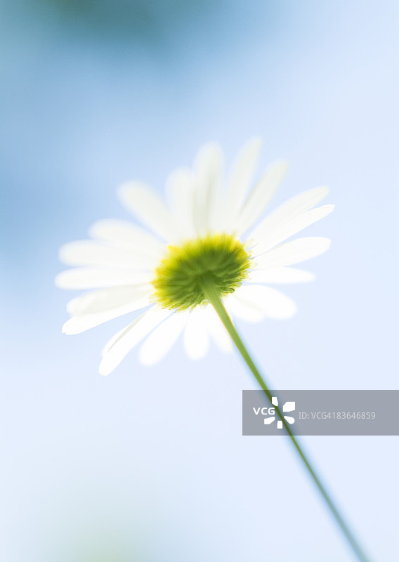 玛格丽特图片素材