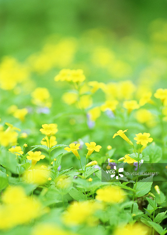 尼泊尔金莲花日本变种图片素材
