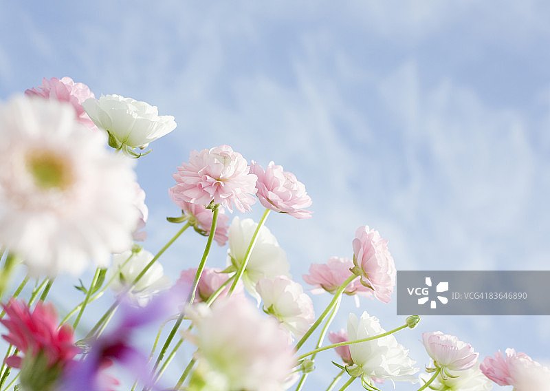 毛茛花和非洲菊图片素材