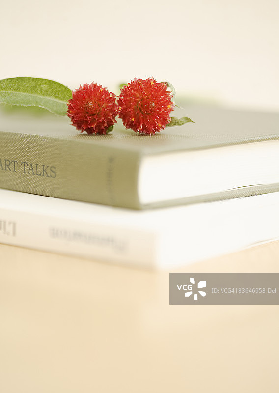 书本上的千日红图片素材